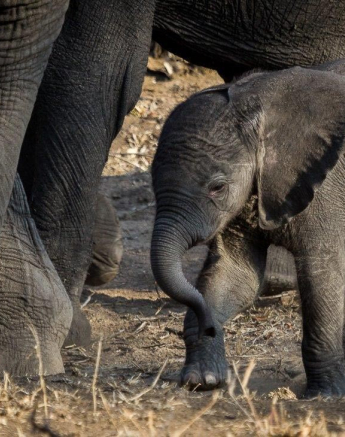 22Kevan Dobbie Elephant Calf Final 22Kevan Dobbie Elephant Calf Final
