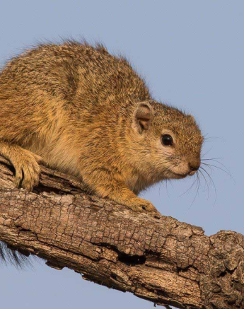 24Franscois Rosslee Squirel 1 Of 1 Final 24Franscois Rosslee Squirel 1 Of 1 Final