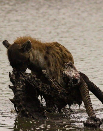 07Louise Murray Hyena 23122018 Final