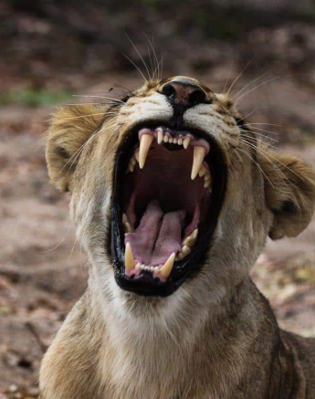 03Louise Murray SP 26122018 2 Final