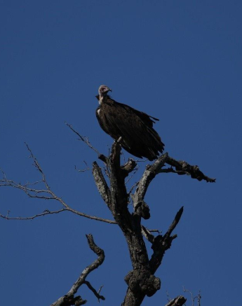 11Steff McWilliam Vulture 19022019 1 Final 11Steff McWilliam Vulture 19022019 1 Final