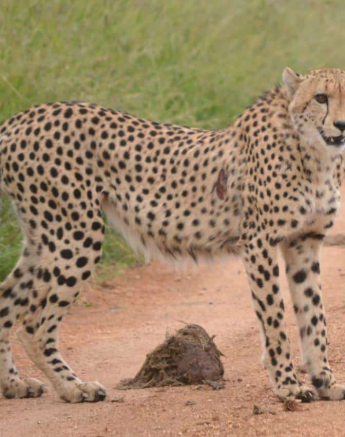 14Ronald Mutero Cheetah 032019 Final