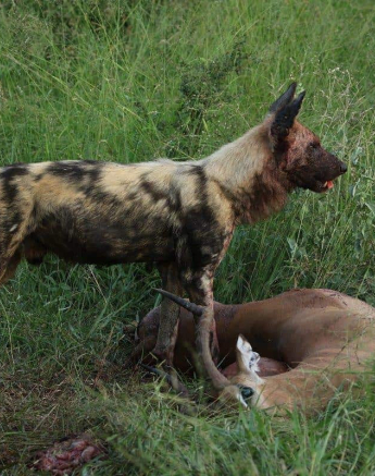28Steff McWilliam Wild Dog 4 27 03 19 Final 28Steff McWilliam Wild Dog 4 27 03 19 Final
