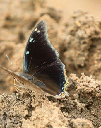 11 20190315 Ally Ross Butterfly 11 Coastal Charaxes Final 11 20190315 Ally Ross Butterfly 11 Coastal Charaxes Final