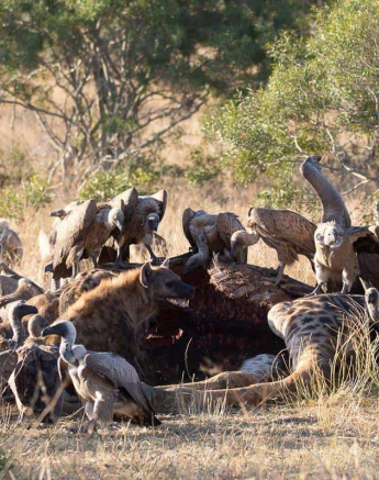 03Louise Murray Giraffe Kill 23062019 1 Final 03Louise Murray Giraffe Kill 23062019 1 Final