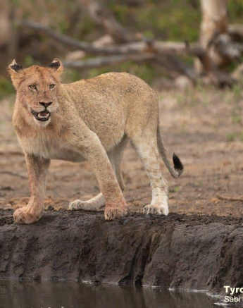 32Tyron Van Der Walt Mangheni Lioness 04112019 7 Final 32Tyron Van Der Walt Mangheni Lioness 04112019 7 Final