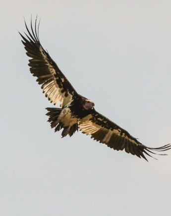 59Ronald Mutero Lapped Faced Vulture 04102019 16 Final 59Ronald Mutero Lapped Faced Vulture 04102019 16 Final