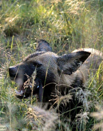 26Ronald Mutero Wild Dog 26022020 3 Final 26Ronald Mutero Wild Dog 26022020 3 Final