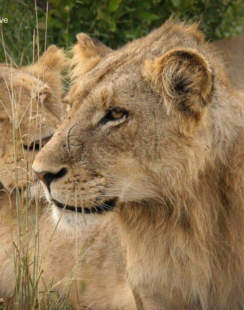 11Ruth Berning Young Sand Pride Males 08 03 2020 2 Final