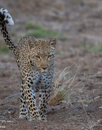 06Tyron Van Der Walt Kigelia And Cub 090920 2 Final