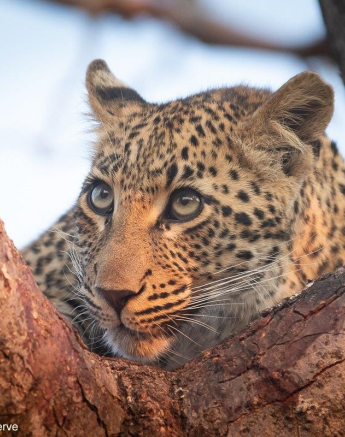 A32Tyron Van Der Walt Ntsumi Cub 090821 2 Final