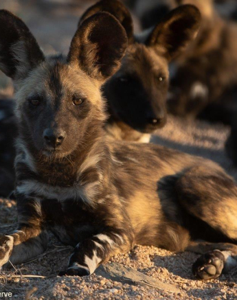 A04Tyron Van Der Walt Wild Dog 230921 Final A04Tyron Van Der Walt Wild Dog 230921 Final