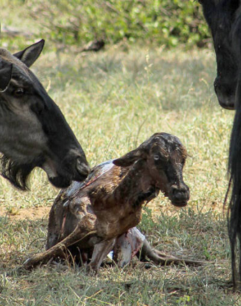 08Rebecca Boshoff Wildebeest Birth 8 10.12.2020 Final 08Rebecca Boshoff Wildebeest Birth 8 10.12.2020 Final