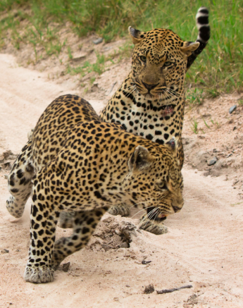 Leopards 3 Leopards 3