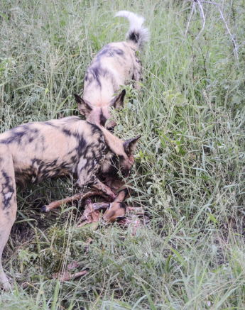 Dogs Eating Dogs Eating