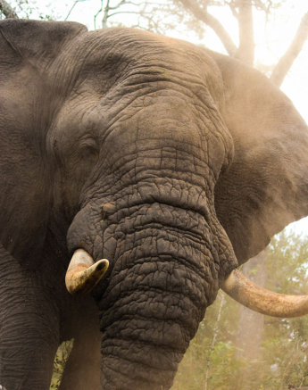 Elephant Dust