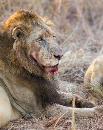 Lion Kill 2 Pravir