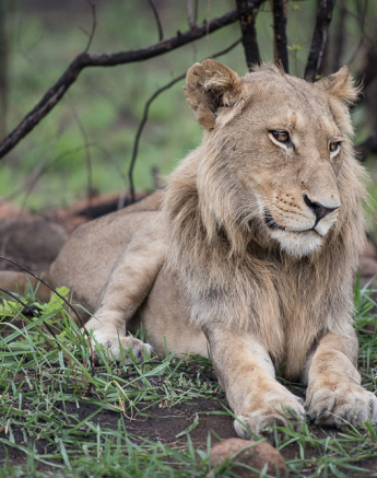 Mike Palmer SP Split 1 Mike Palmer SP Split 1