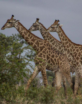 30Tayla McCurdy Giraffe 9 May 16 1 Of 2 30Tayla McCurdy Giraffe 9 May 16 1 Of 2