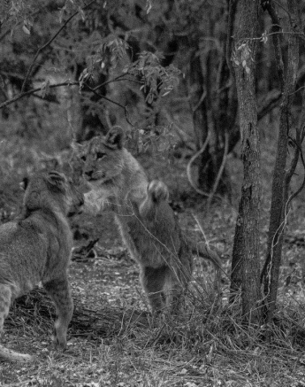 27Tayla McCurdy Lion Cubs 12 June 16 2 27Tayla McCurdy Lion Cubs 12 June 16 2