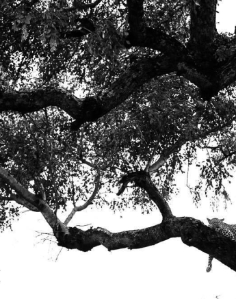 24Sheldon Hooper Kigelia Tree Final 24Sheldon Hooper Kigelia Tree Final
