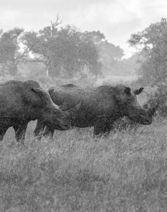 09Kyle 15 Jan 2017 Rhino Rain 4 Final 09Kyle 15 Jan 2017 Rhino Rain 4 Final