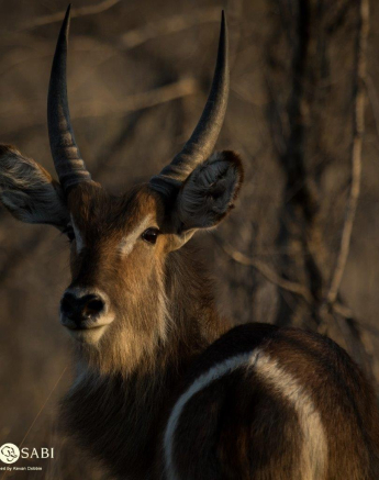 21Kevan Dobbie Waterbuck Calf 0510 Final 21Kevan Dobbie Waterbuck Calf 0510 Final