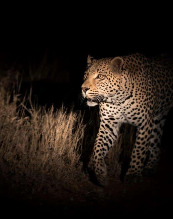 27Francois Malan Male Leopard 20181008 2 Of 3 Final 27Francois Malan Male Leopard 20181008 2 Of 3 Final