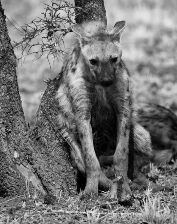 06Louise Murray 25092018 Hyena 4 Final