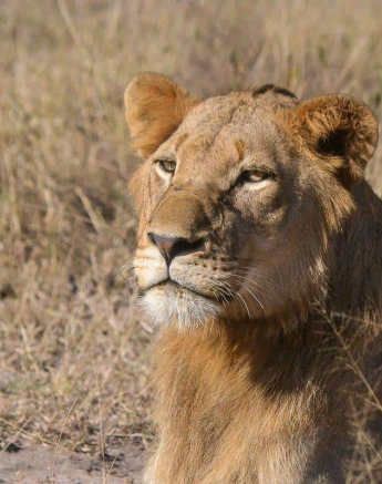 02Ronald Mutero Lions SP 20052019 Final 02Ronald Mutero Lions SP 20052019 Final