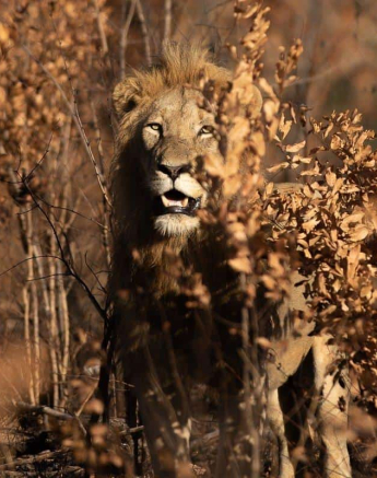 16Tyron Van Der Walt Male Lion 10062019 4 Final 16Tyron Van Der Walt Male Lion 10062019 4 Final