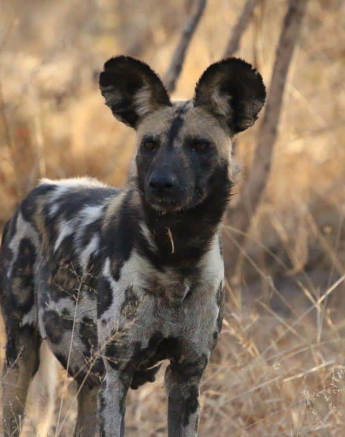 01Steff McWilliam African Wild Dog 12062019 Final 01Steff McWilliam African Wild Dog 12062019 Final