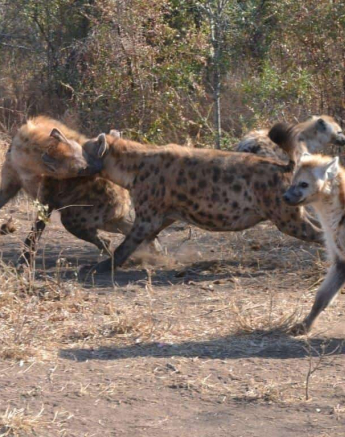 15Ronald Mutero Hyena 16072019 1 Final 15Ronald Mutero Hyena 16072019 1 Final