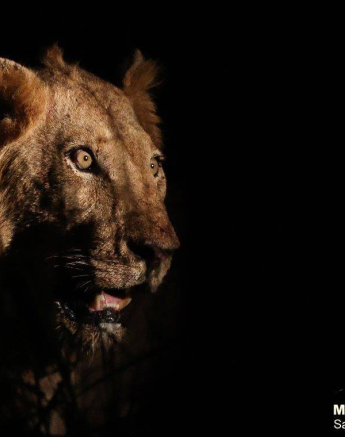 07Marco Vietti Night Lion 100320 Final