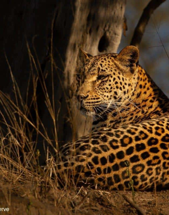 31Amy Roberts Leopard Ntsumi 1 300620 Final 31Amy Roberts Leopard Ntsumi 1 300620 Final