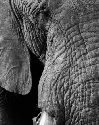 57Louise Murray Ele Bw 1 Final 57Louise Murray Ele Bw 1 Final