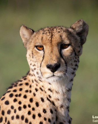 08Louise Murray Cheetah 01112020 2 Final