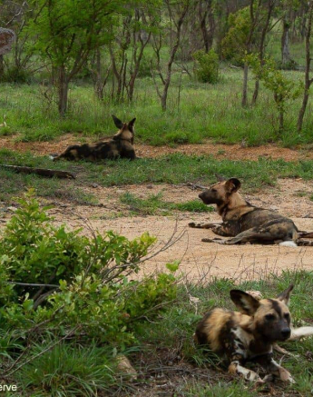 31Amy Leigh Wild Dogs 7 051120 Final 31Amy Leigh Wild Dogs 7 051120 Final