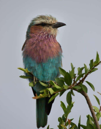 12Louise Murray Roller 15012021 Final