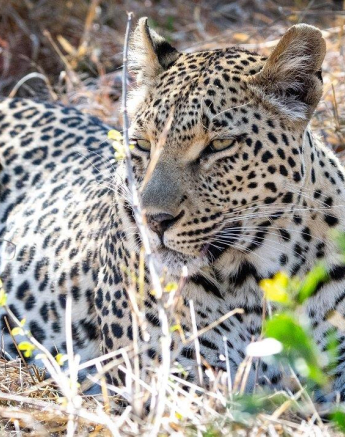 B08ronald Mutero Ntsumi And Cub 01082021 Final