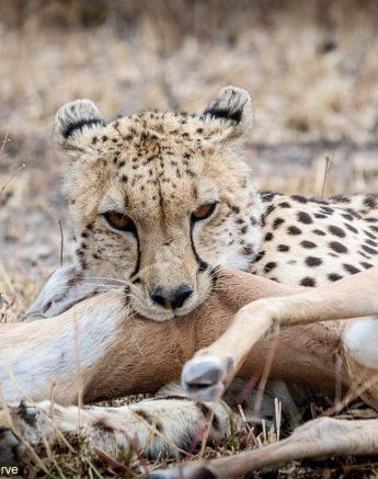 A22ronald Mutero Cheetah 10182021 9 Final