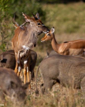 a44Daniel-Greyvenstein-Nyala-Warthog-Impala-040922-1-final.jpg A44Daniel Greyvenstein Nyala Warthog Impala 040922 1 Final