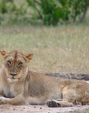 Mike Palmer Split Lionesses 1 Mike Palmer Split Lionesses 1