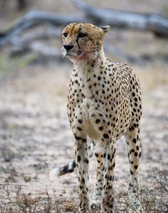 01Mike Palmer Cheetah 120616 1 01Mike Palmer Cheetah 120616 1