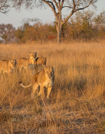 26Franscois Rosslee Sp 1 Of 1 Final