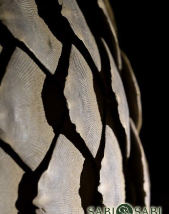03Kyle 23 July Pangolin 23 Final 03Kyle 23 July Pangolin 23 Final