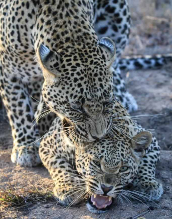 13Ally Ross 20181020 Nweti Nstumi Mating 01 Final 13Ally Ross 20181020 Nweti Nstumi Mating 01 Final