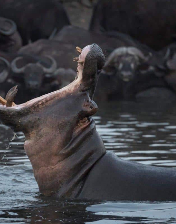 33Francois Malan Angry Hippo 20181011 2 Of 3 Final 33Francois Malan Angry Hippo 20181011 2 Of 3 Final