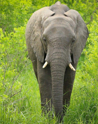 01Ally Ross 20190116 Elephant 01 Final 01Ally Ross 20190116 Elephant 01 Final