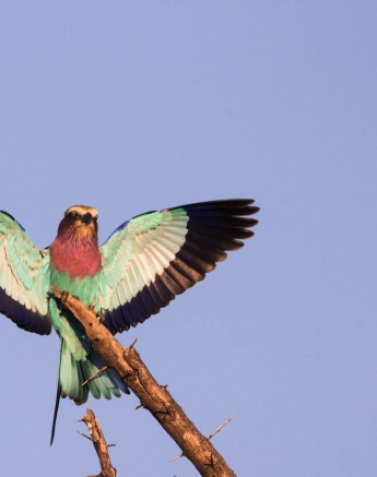 01Frederik Aucamp Lilac Breasted Roller In Flight 13 06 2019 Edit Final 01Frederik Aucamp Lilac Breasted Roller In Flight 13 06 2019 Edit Final